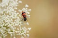 Checkered Beetle on Queen AnneÃ¢â¬â¢s Lace